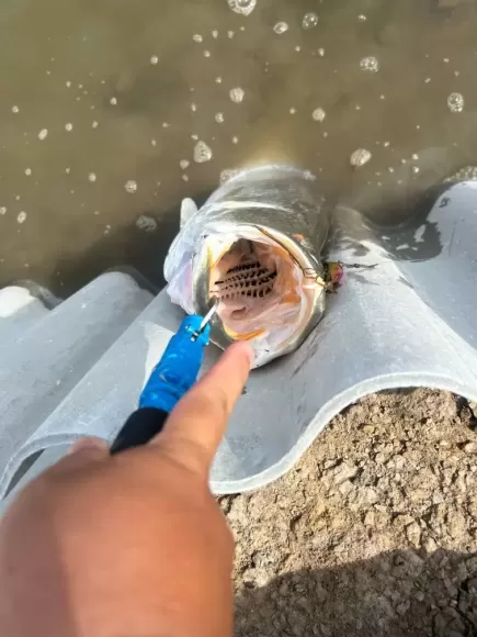 Trải Nghiệm Ẩm Thực Sinh Thái Mỹ Thanh Vân – Hòa Mình Với Thiên Nhiên, Thư Giãn Cùng Gia Đình Và Bạn Bè